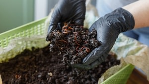 worm composting, vermicomposting